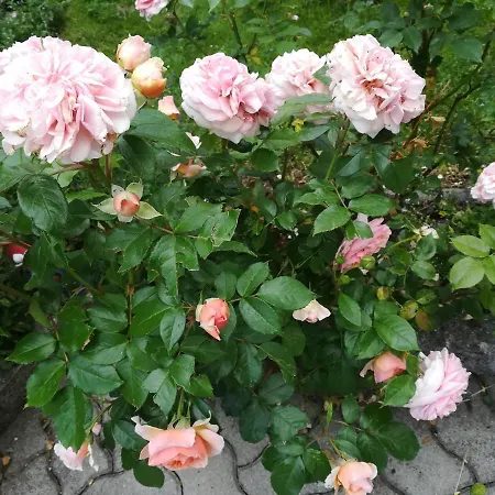 住宿加早餐酒店 Muehlnerhof Familie Gruber