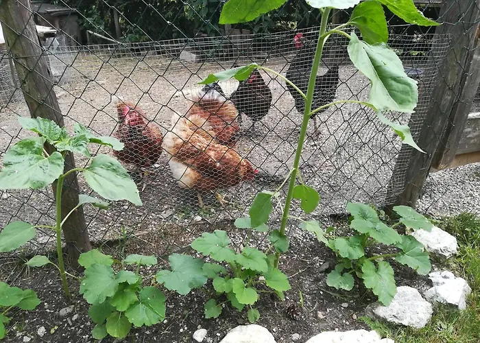 Muehlnerhof Familie Gruber Aich (Styria)