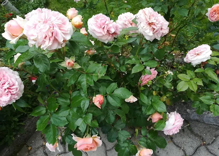 Bed & Breakfast Muehlnerhof Familie Gruber